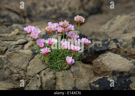 La parsimonia, Mare Parsimonia o mare rosa (Armeria maritima) fioritura, sulle rocce, Suðuroy, Isole Faerøer, Danimarca Foto Stock