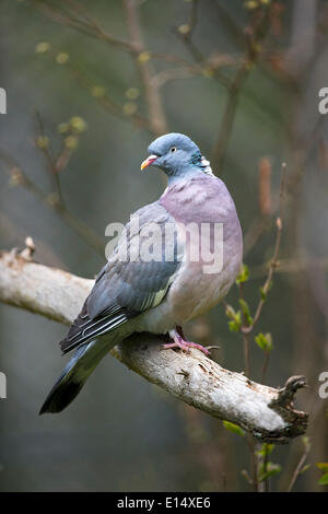 Il Colombaccio ( Columba palumbus), captive, animale enclosure, Parco Nazionale della Foresta Bavarese, Baviera, Germania Foto Stock