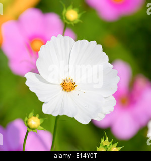 Bella cosmo fiori nel giardino estivo. Foto Stock