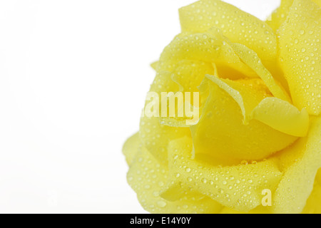 Primo piano di una rosa gialla con gocce di rugiada su petali. Con spazio di copia Foto Stock