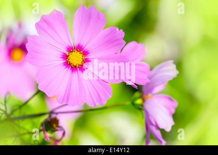 Bella cosmo fiori nel giardino estivo. Foto Stock