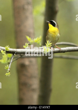 Un comune Yellowthroat trillo chiamate da un ramo di albero con foglie di molla emergenti. Foto Stock