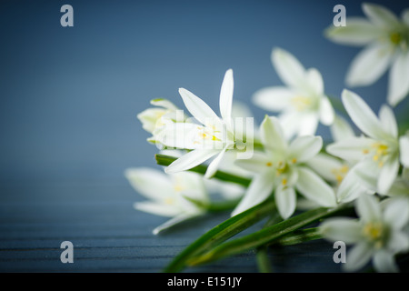 Bouquet di fiori bianchi su una tavola di legno Foto Stock