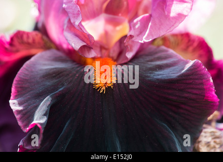 Tall barbuto Iris. Iris Germanica 'il temperamento focoso' Foto Stock