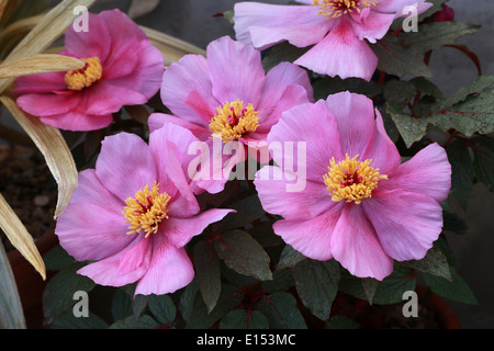 Paeony maiorchino, Mallorcan Paeony, Paeonia cambessedesii, Paeoniaceae. Endemica nelle isole Baleari, Spagna. Foto Stock