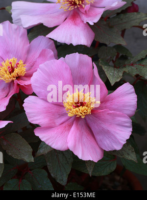 Paeony maiorchino, Mallorcan Paeony, Paeonia cambessedesii, Paeoniaceae. Endemica nelle isole Baleari, Spagna. Foto Stock