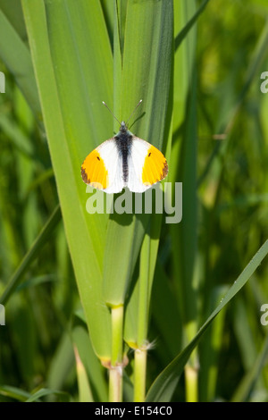 Un maschio punta arancione farfalla, Anthocharis cardamines poggiante su una verde foglia reed Foto Stock