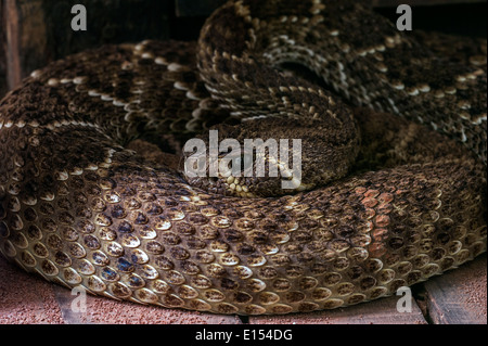 Western diamondback rattlesnake / Texas diamond-back rattlesnake (Crotalus atrox) avvolto a ricciolo, Stati Uniti e Messico Foto Stock