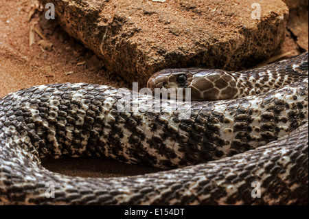 Cobra indiano / Spectacled cobra / Asia / cobra Binocellate cobra (Naja naja) avvolto a ricciolo, nativo di India Foto Stock