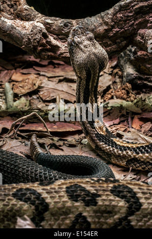 Legname rattlesnake / canneto rattlesnake / nastrare rattlesnake (Crotalus horridus), infame rattlesnakes nativa per l'EST DEGLI STATI UNITI Foto Stock