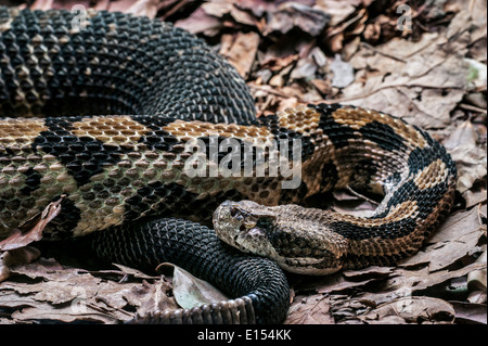 Legname rattlesnake / canneto rattlesnake / nastrare rattlesnake (Crotalus horridus), infame rattlesnakes nativo USA orientale Foto Stock