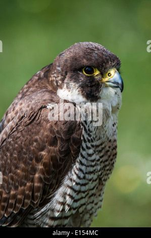 Chiusura del falco pellegrino (Falco peregrinus) Foto Stock