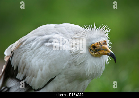 Avvoltoio capovaccaio / bianco scavenger di Capovaccaio (Neophron percnopterus) close up Foto Stock