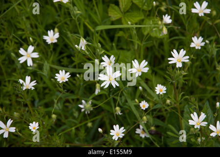 Maggiore Stitchwort fiori Foto Stock