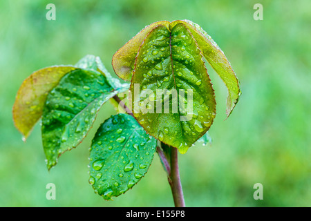 Gocce di acqua su foglie di rose Foto Stock