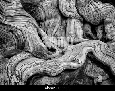 Nodose radici esposte di Bristlecone Pine Tree. Bristlecone antica foresta di pini, Inyo County, California Foto Stock