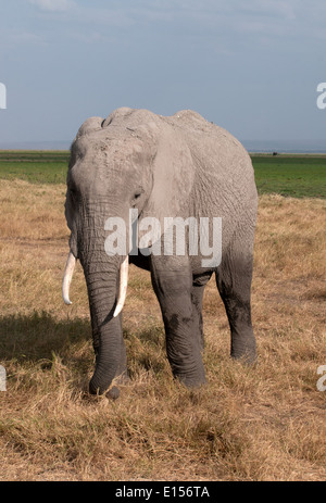 Giovane elefante tramite trunk di pascolare su alimentazione erba di Amboseli National Park in Kenya Foto Stock
