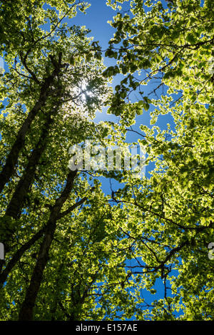 Alti alberi verdi contro il cielo blu, molla, primavera Foto Stock
