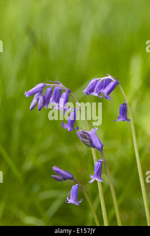 Hyacinthoides non scripta. English bluebell flower. Foto Stock