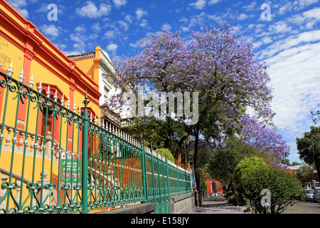 Edificio giallo (libreria messicano di giri) in San Angelo, Città del Messico Foto Stock