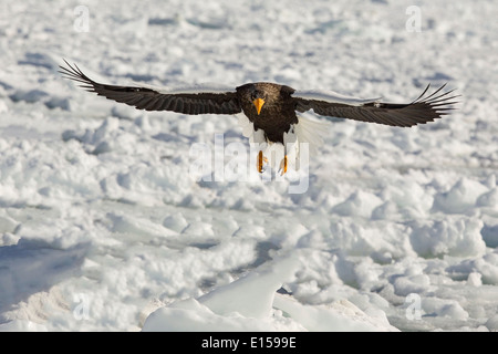 Steller's sea eagle landing in volo sopra glaçon Foto Stock