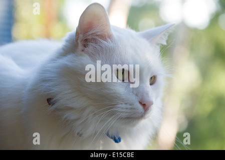 White cat ritratto closeup Pedigree Angora Turco razza Foto Stock