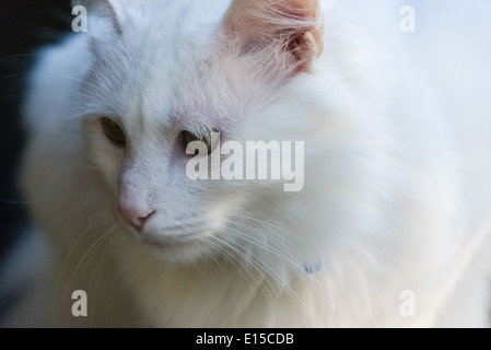 Gatto Bianco pulizia ritratto closeup sbadigli meowing. Pedigree Angora Turco razza Foto Stock