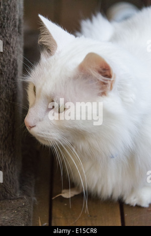 Gatto Bianco pulizia ritratto closeup sbadigli meowing. Pedigree Angora Turco razza Foto Stock