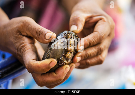 Thailandia, Phang Nga, mercato settimanale vicino Khuekkhak, uomo tenendo un granchio Foto Stock
