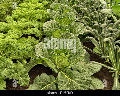 A Chelsea, Londra, Regno Unito. Il 22 maggio 2014. Giardino di cavoli al Chelsea Flower Show 2014 Credit: Martyn Goddard/Alamy Live News Foto Stock