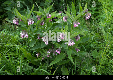 Impianto Comfrey nella siepe Foto Stock