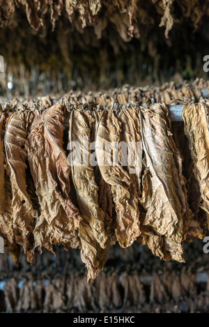 Modo Classico di essiccazione del tabacco. Cuba Foto Stock