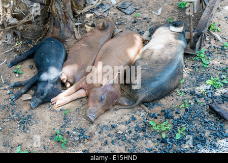 Quattro suini dormire in una fattoria in Cuba Foto Stock
