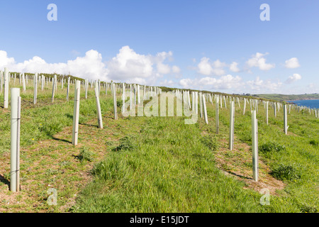 Appena piantato alberi a destra lungo il bordo costiero vicino Portscatho in Cornovaglia Foto Stock