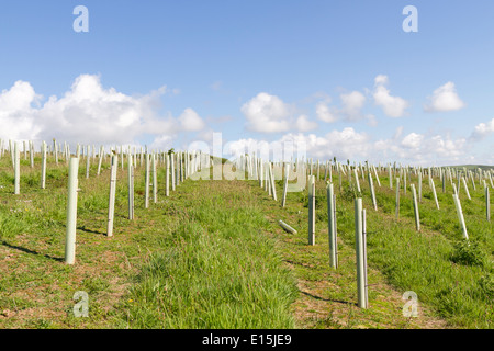 Appena piantato alberi a destra lungo il bordo costiero vicino Portscatho in Cornovaglia Foto Stock