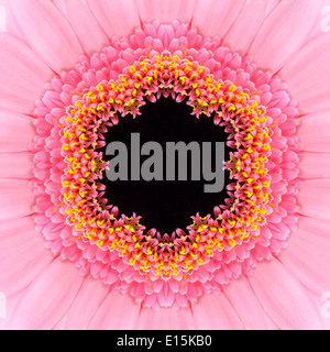 Rosa, Viola concentrica Gerbera Fiore con centro scuro. Mandala design caleidoscopica Foto Stock