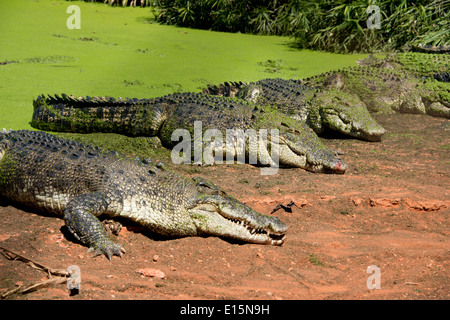 Australia, Australia occidentale, Broome. Malcolm Douglas Crocodile Park. Coccodrilli di acqua salata (Captive: Crocodylus porosus). Foto Stock