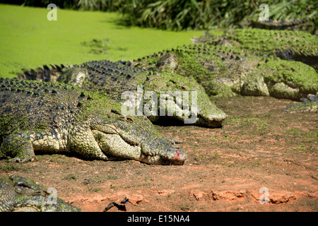 Australia, Australia occidentale, Broome. Malcolm Douglas Crocodile Park. Coccodrilli di acqua salata (Captive: Crocodylus porosus). Foto Stock