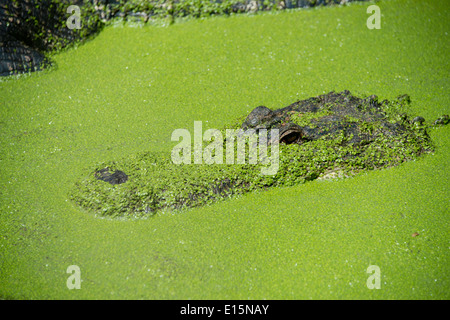 Australia, Australia occidentale, Broome. Malcolm Douglas Crocodile Park. Il coccodrillo americano (Captive: Alligator mississippiensis). Foto Stock