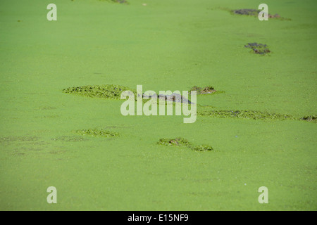 Australia, Australia occidentale, Broome. Malcolm Douglas Crocodile Park. Coccodrilli di acqua salata (Captive: Crocodylus porosus). Foto Stock