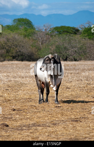 Bestiame Brahman bull camminando su un campo di erba secca, Costa Rica Foto Stock