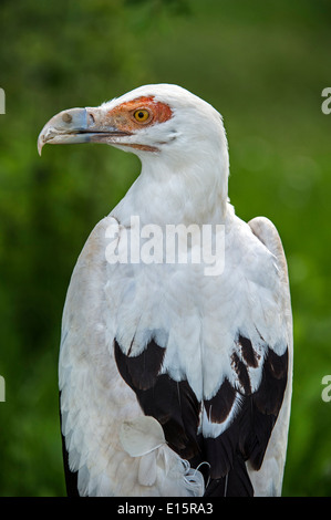 Palm-dado vulture / palm nut vulture (Gypohierax angolensis) nativa per l'Africa sub-sahariana Foto Stock