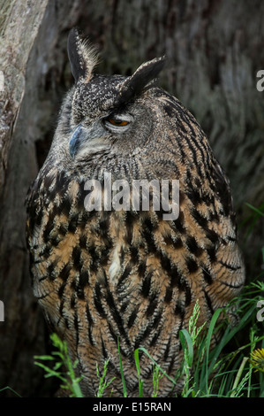 Gufo reale / Europea gufo reale (Bubo bubo) ritratto Foto Stock