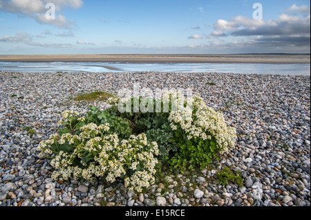 Cavolo riccio di mare / seakale / (crambe Crambe maritima) in fiore sulla spiaggia di ghiaia lungo la costa del Mare del Nord Foto Stock