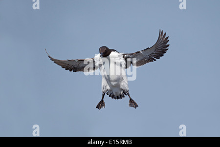 Guillemot, Uria aalge, singolo uccello imbrigliato in volo, Northumberland, Maggio 2014 Foto Stock