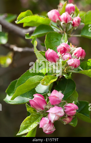 Bramley apple blossom Foto Stock