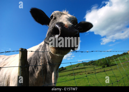 Un close-up di una mucca in un campo nel Galles del Nord Foto Stock