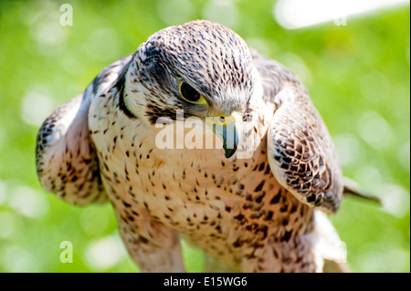 Ritratto di Falcon close up Foto Stock