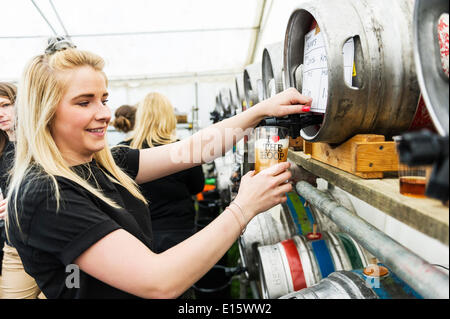 Stock, Essex. 23 Maggio, 2014. Una pinta di real ale è servita direttamente dal barile da parte di un membro del personale per il giorno di apertura del cerchio del festival della birra, Essex più famosi pub festa della birra. Negli ultimi venti anni, il cerchio del festival della birra in Stock Village è diventato un evento annuale, disegno grave birra sorseggiando folk da lontano come in Norvegia e in Australia. Fotografo: Gordon Scammell/Alamy Live News Foto Stock