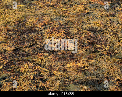 Fucus alga marina sulla spiaggia in inglese Foto Stock